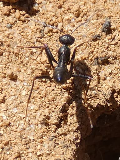 Cataglyphis cursor photo 67