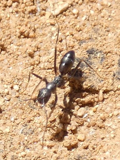 Cataglyphis cursor photo 68