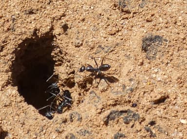 Cataglyphis cursor photo 69