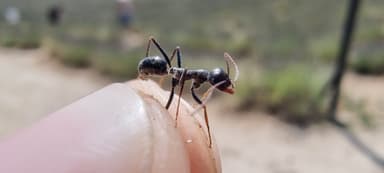 Cataglyphis cursor photo 73