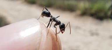 Cataglyphis cursor photo 74