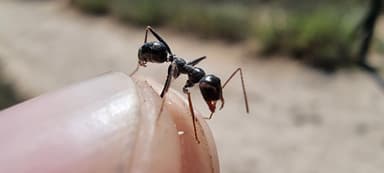 Cataglyphis cursor photo 75