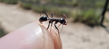 Cataglyphis cursor photo 76