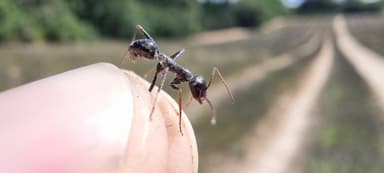 Cataglyphis cursor photo 77