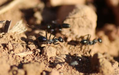 Cataglyphis cursor photo 78