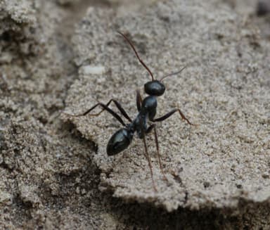 Cataglyphis cursor photo 79