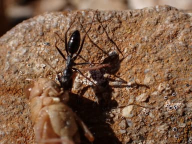 Cataglyphis cursor photo 86