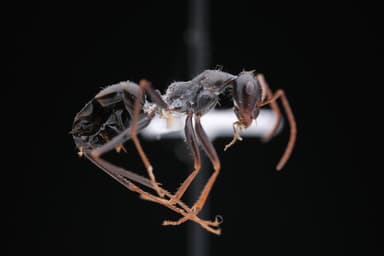 Cataglyphis cursor photo 87