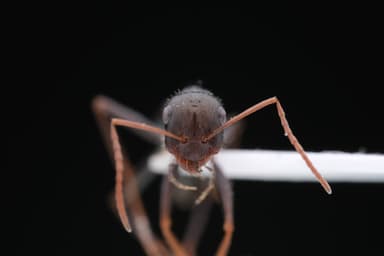 Cataglyphis cursor photo 88
