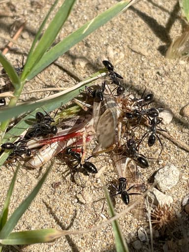 Cataglyphis cursor photo 89
