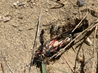 Cataglyphis cursor photo 92