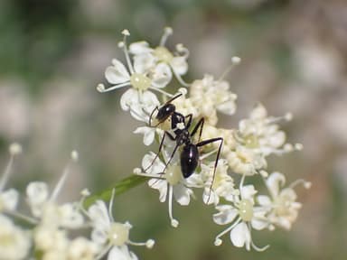 Cataglyphis cursor photo 94