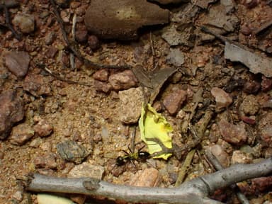 Cataglyphis cursor photo 95