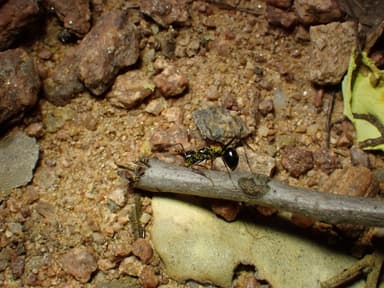 Cataglyphis cursor photo 96