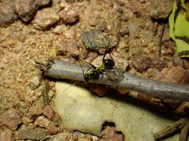 Cataglyphis cursor photo 97