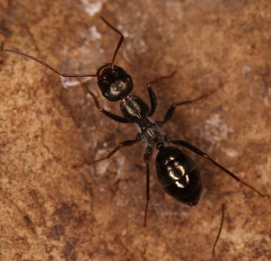 Cataglyphis cursor photo 99