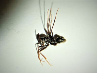Cataglyphis cursor photo 100