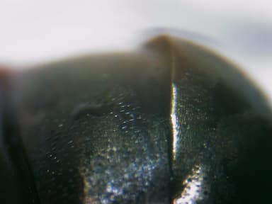 Cataglyphis cursor photo 101