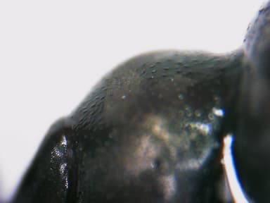 Cataglyphis cursor photo 102