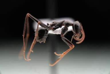 Cataglyphis cursor photo 103
