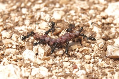 Cataglyphis cursor photo 104