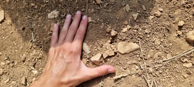 Cataglyphis cursor photo 116