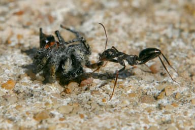 Cataglyphis cursor photo 119