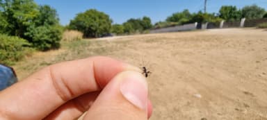 Cataglyphis cursor — colony photo 120