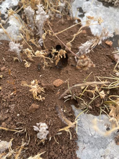 Cataglyphis cursor — colony photo 125