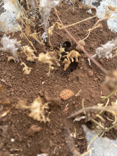 Cataglyphis cursor — colony photo 126