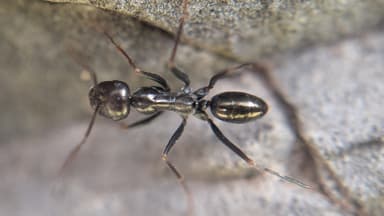 Cataglyphis cursor photo 127