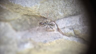 Cataglyphis cursor photo 128