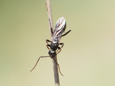 Cataglyphis cursor photo 129