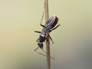 Cataglyphis cursor photo 131