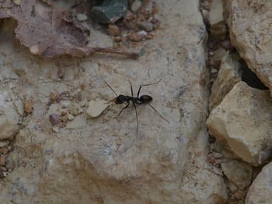 Cataglyphis cursor photo 132