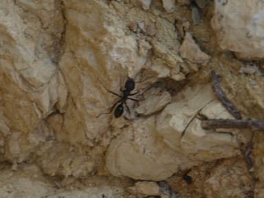 Cataglyphis cursor photo 133