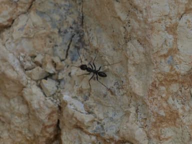 Cataglyphis cursor photo 134