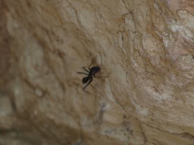 Cataglyphis cursor photo 135