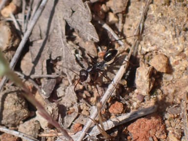 Cataglyphis cursor photo 136