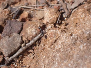 Cataglyphis cursor photo 137