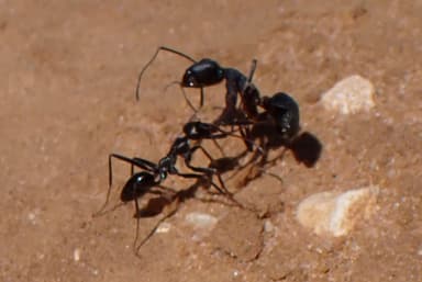 Cataglyphis cursor photo 138