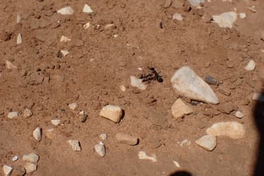 Cataglyphis cursor photo 139