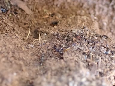 Cataglyphis cursor photo 141
