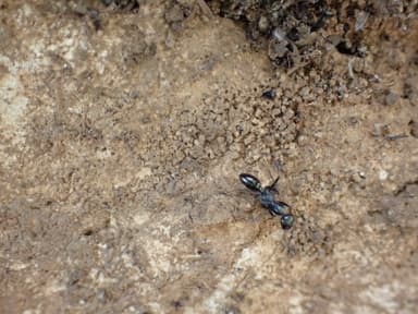 Cataglyphis cursor photo 142