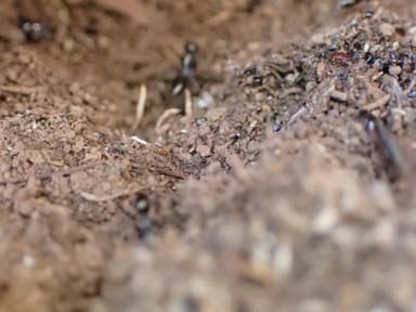 Cataglyphis cursor photo 144