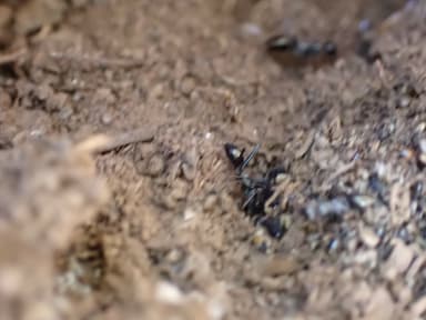 Cataglyphis cursor photo 145