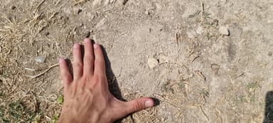 Cataglyphis cursor — colony photo 150