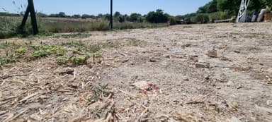 Cataglyphis cursor — colony photo 151