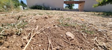 Cataglyphis cursor — worker photo 152
