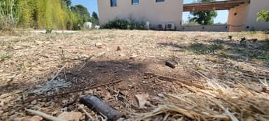 Cataglyphis cursor — worker photo 153
